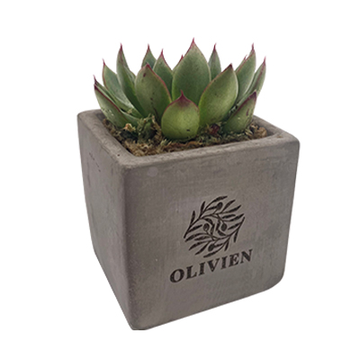 Image of Concrete Succulent